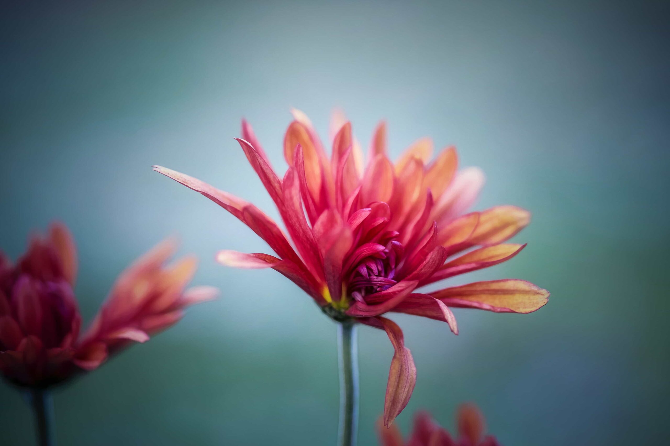 Adobe Photoshop CC 2015